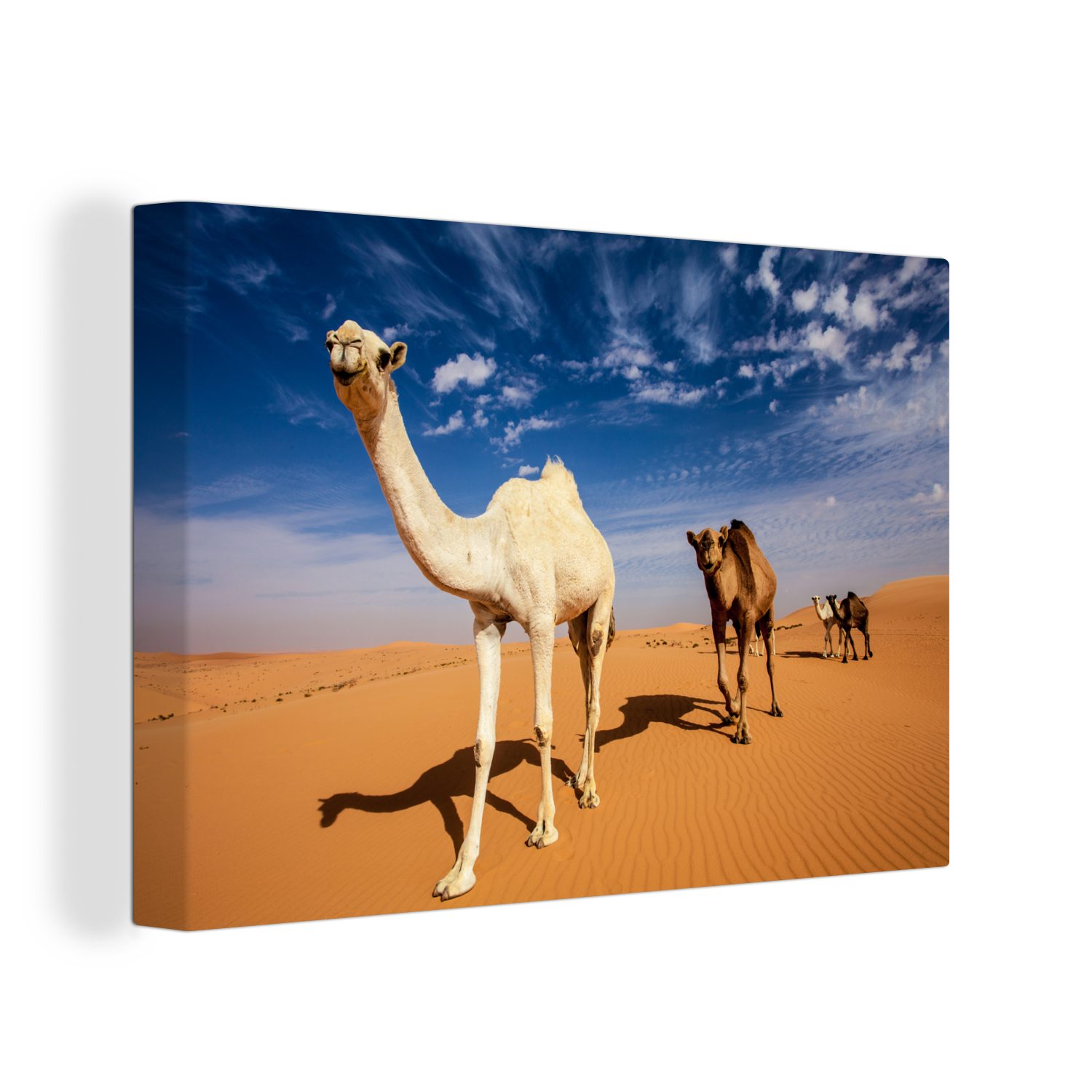OneMillionCanvasses® Leinwandbild Kamel in Dahnaa, (1 St), Wandbild Leinwandbilder, Aufhängefertig, Wanddeko, 30x20 cm