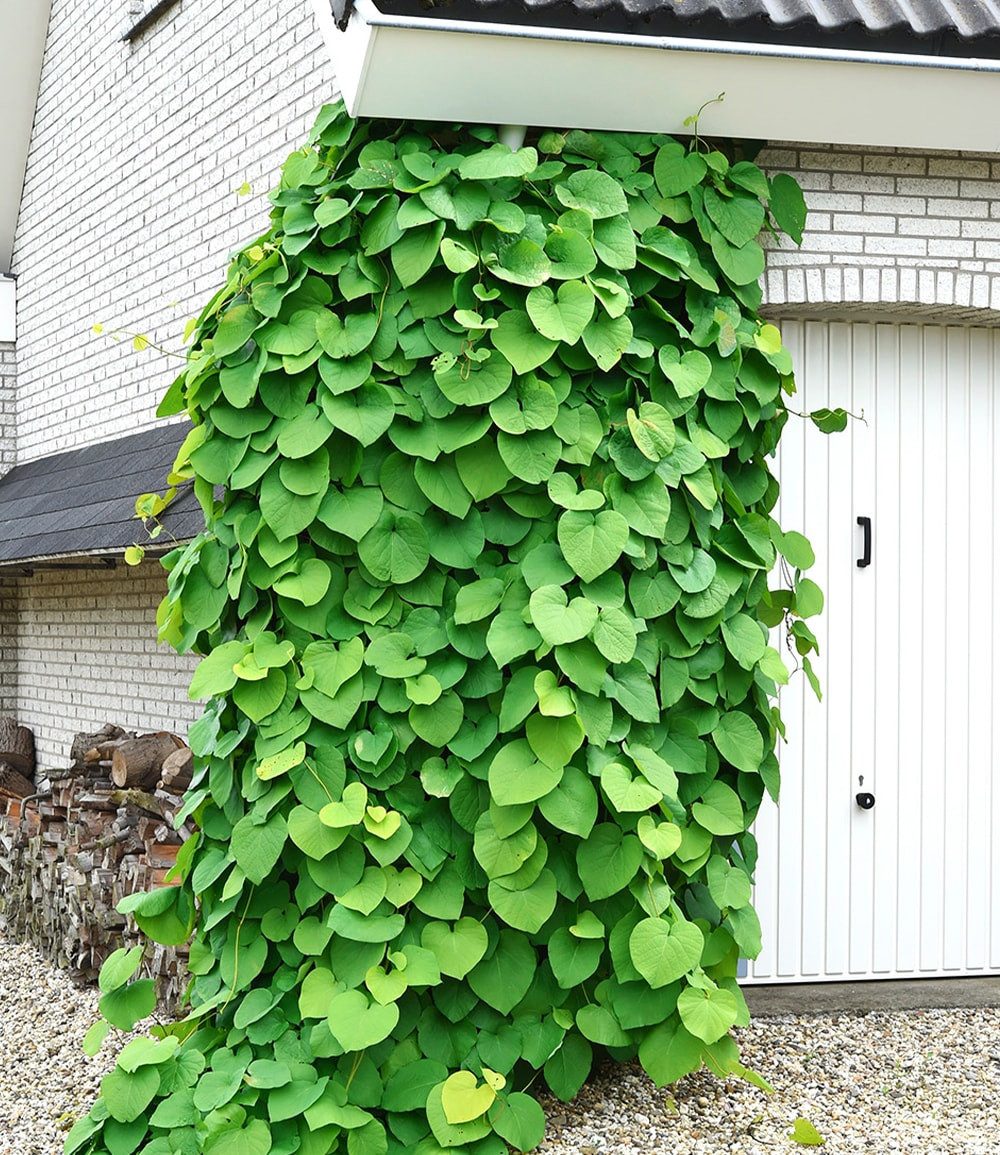 BALDUR Garten Zierstrauch Pfeifenwinde Pfeifenblume, 1 St., Gespensterpflanze, winterhart, mehrjährig, pflegeleicht