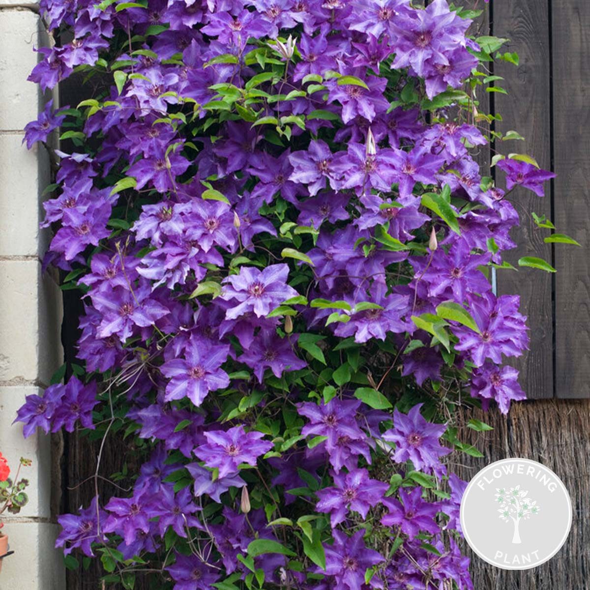 Bloomique Kletterpflanze Clematis The President, Waldrebe, Lila, 50-70 cm, Topf 15 cm, 1 St.