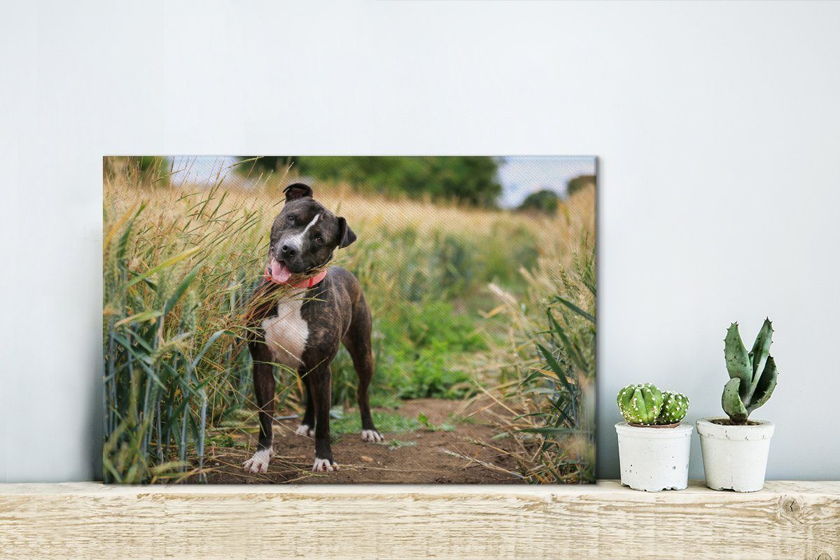 Bull Wanddeko, Terrier im hohen 30x20 Gras, Leinwandbild OneMillionCanvasses® Leinwandbilder, St), Staffordshire (1 cm Aufhängefertig, Ein Wandbild