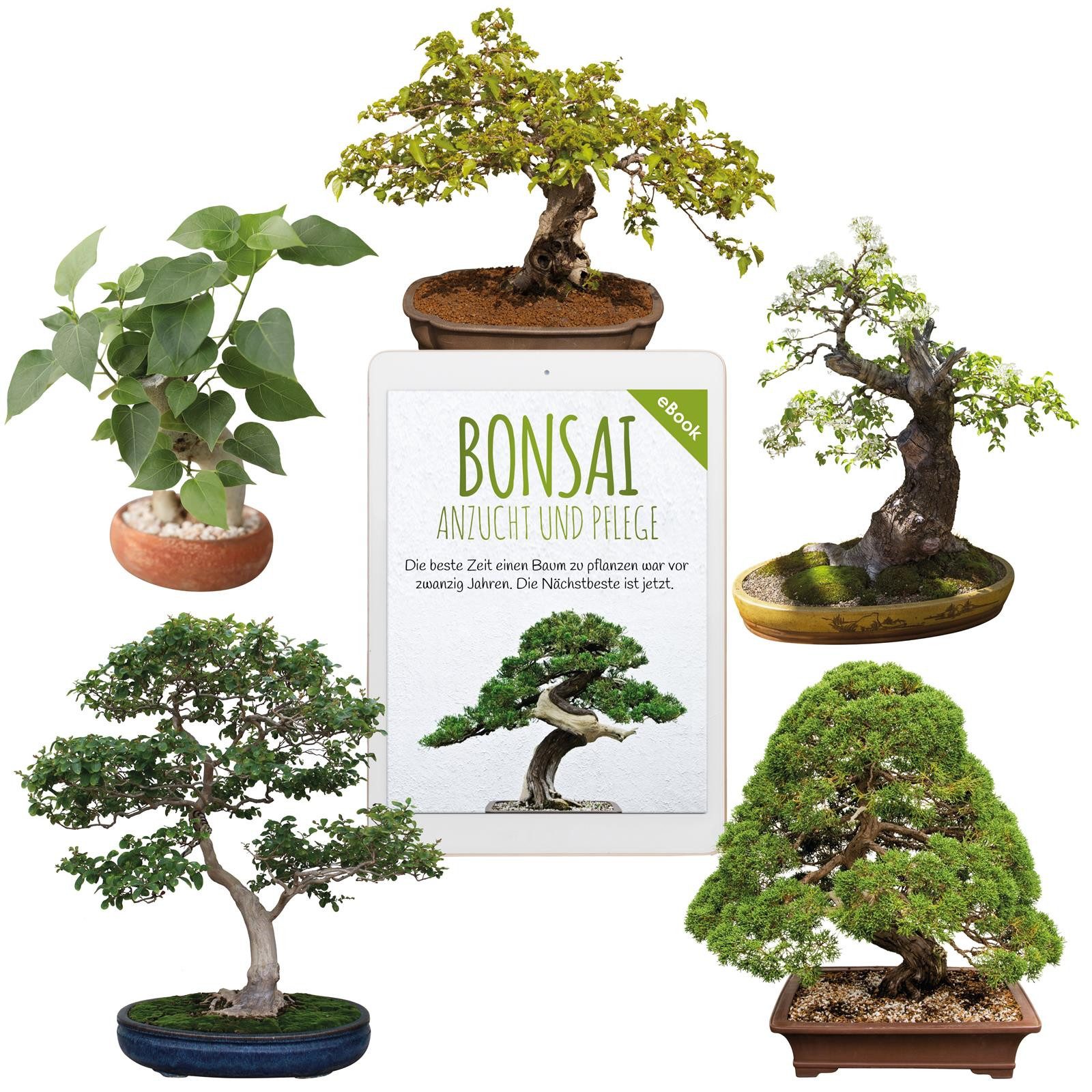 Blumensamen Bonsai Samen mit hoher Keimrate - Samen Set für deinen eigenen Bonsai