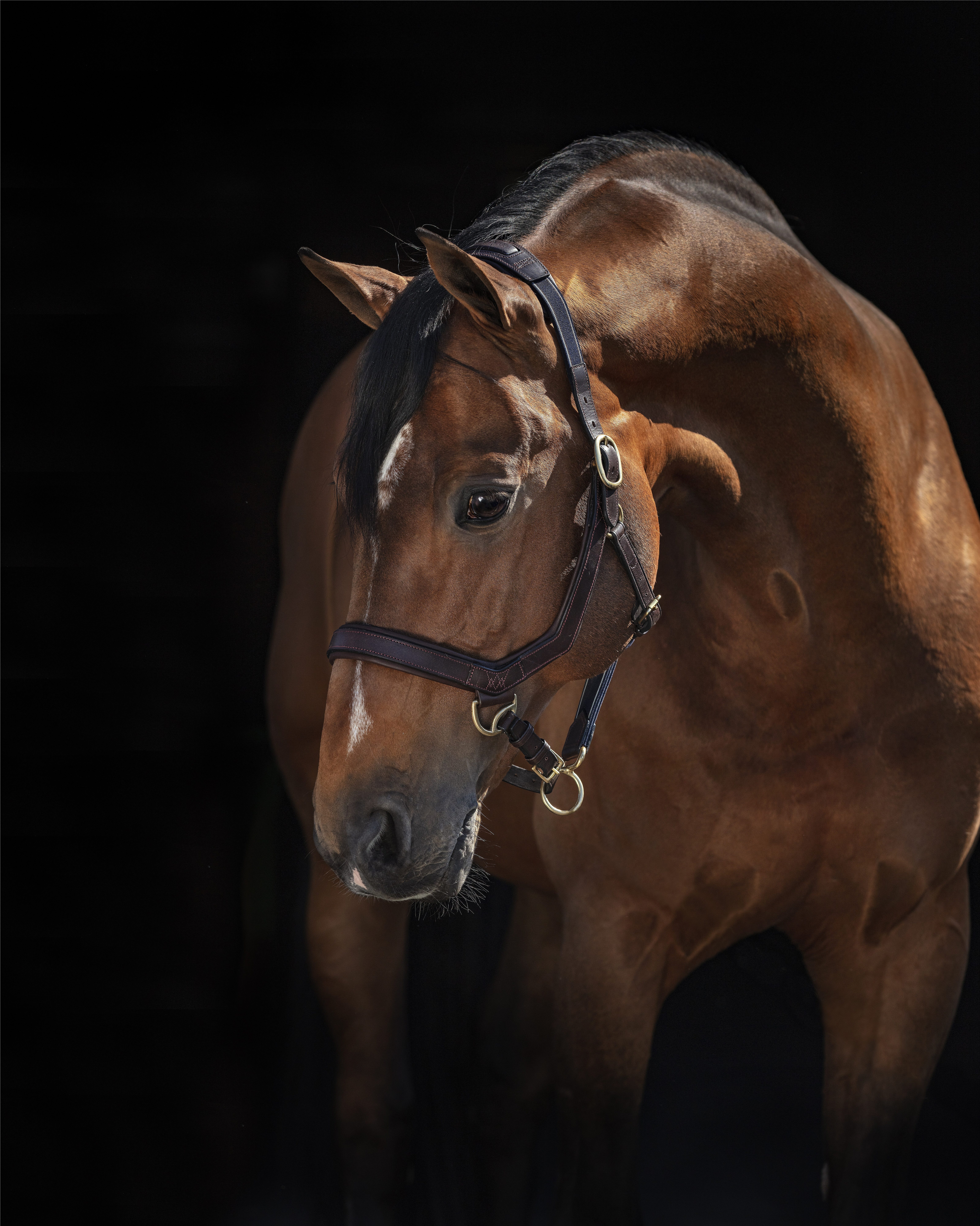 Horseware Halfter Halfter Rambo Micklem
