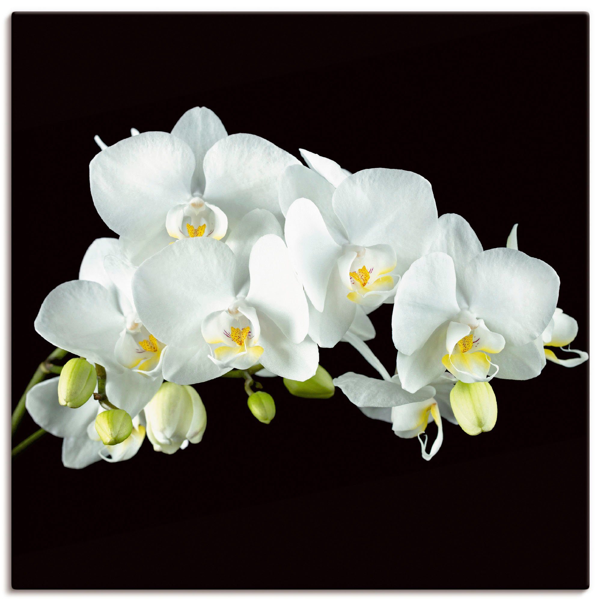 Artland Leinwandbild Weiße Orchidee auf schwarzem Hintergrund, Blumen (1 St), auf Holzrahmen gespannt