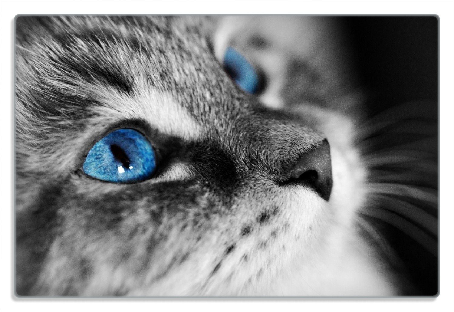 Wallario Frühstücksbrett Schwarz-weiß getigerte Katze mit leuchtend blauen Augen, (inkl. rutschfester Gummifüße 4mm, 1-St), 20x30cm