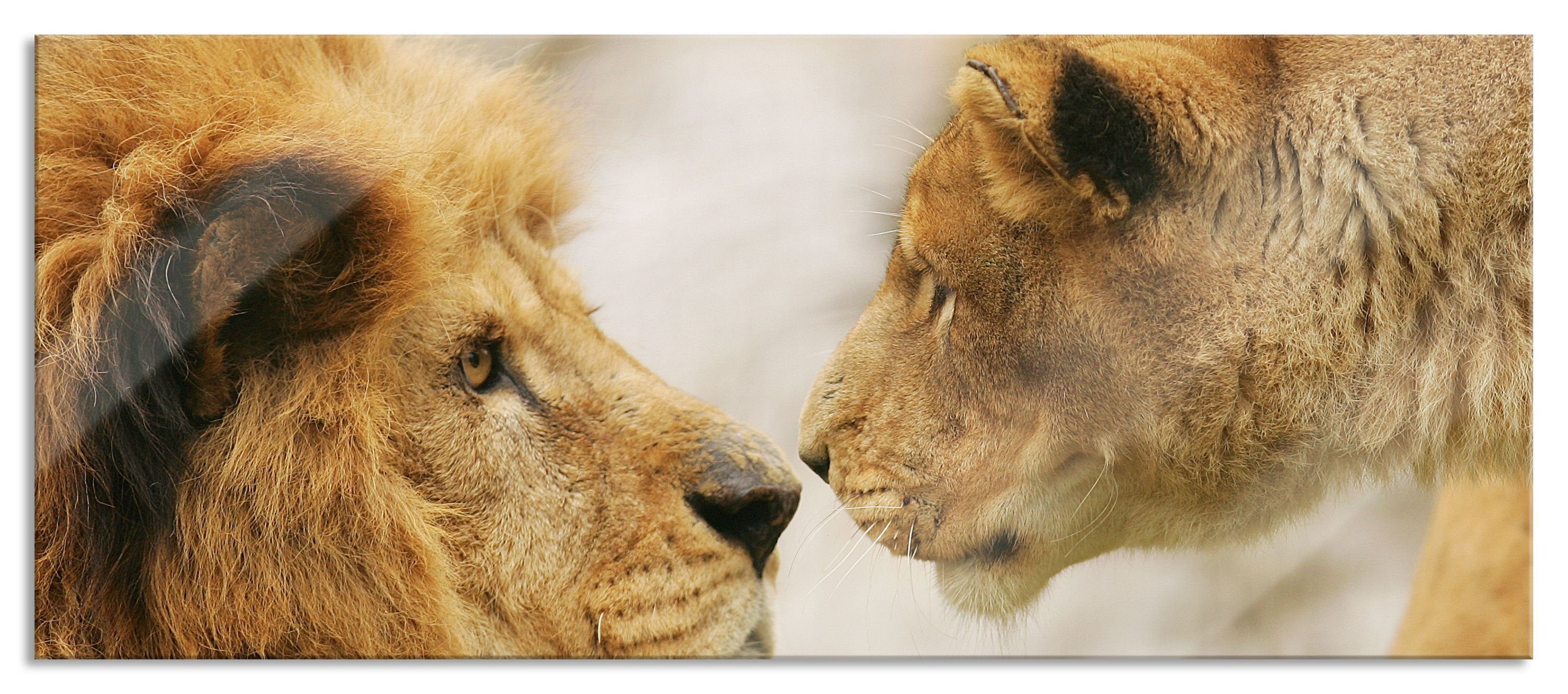 Löwenpaar, Aufhängungen aus (1 Abstandshalter Löwenpaar Verliebtes Verliebtes Glasbild Pixxprint St), Echtglas, Glasbild inkl. und