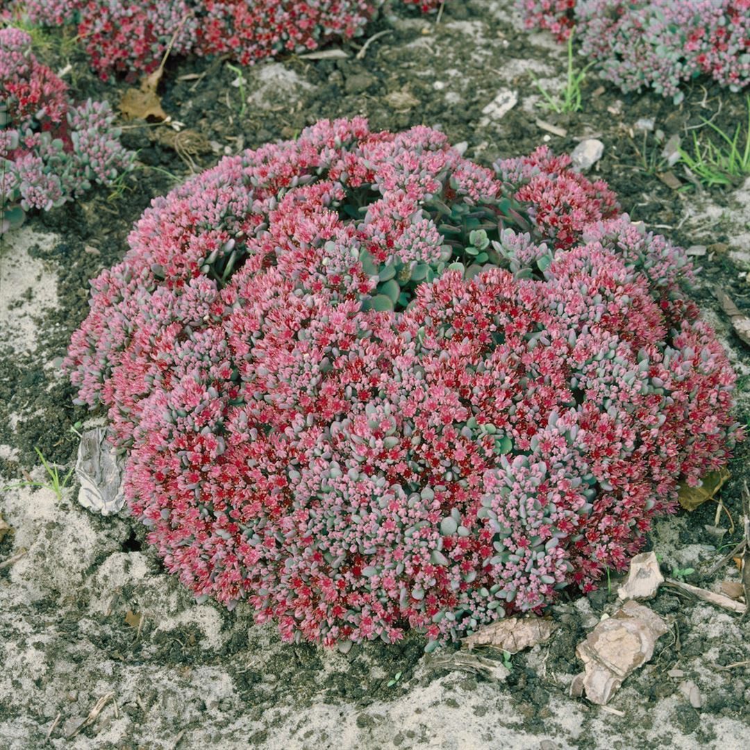 Pflanzen für Dich Staude Sedum cauticola Lidakense, 1 St., Fetthenne, Mauerpfeffer