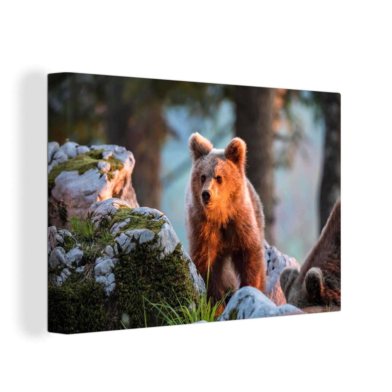 OneMillionCanvasses® Leinwandbild Bär - Braun - Tier, (1 St), Wandbild Leinwandbilder, Aufhängefertig, Wanddeko, 30x20 cm