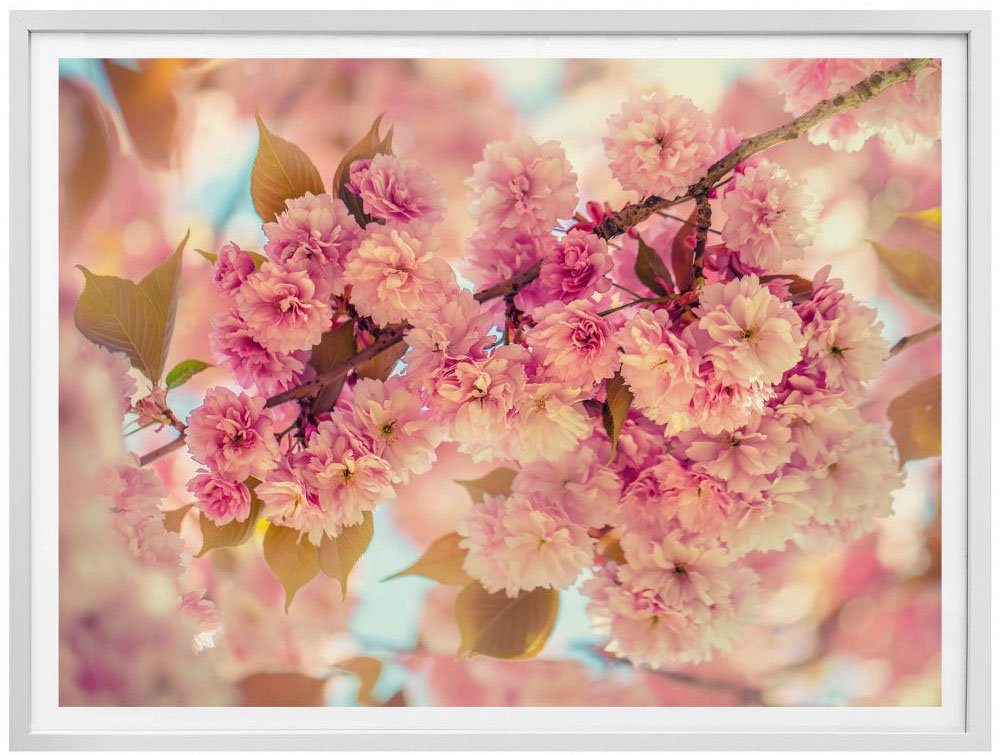 Poster Kirschblüten, Natur Wall-Art (1 St)