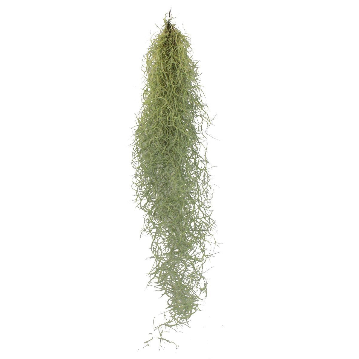 Exotenherz Zimmerpflanze Feenhaar Louisiana-Moos Tillandsia usneoides hängend ca. 30-40cm lang