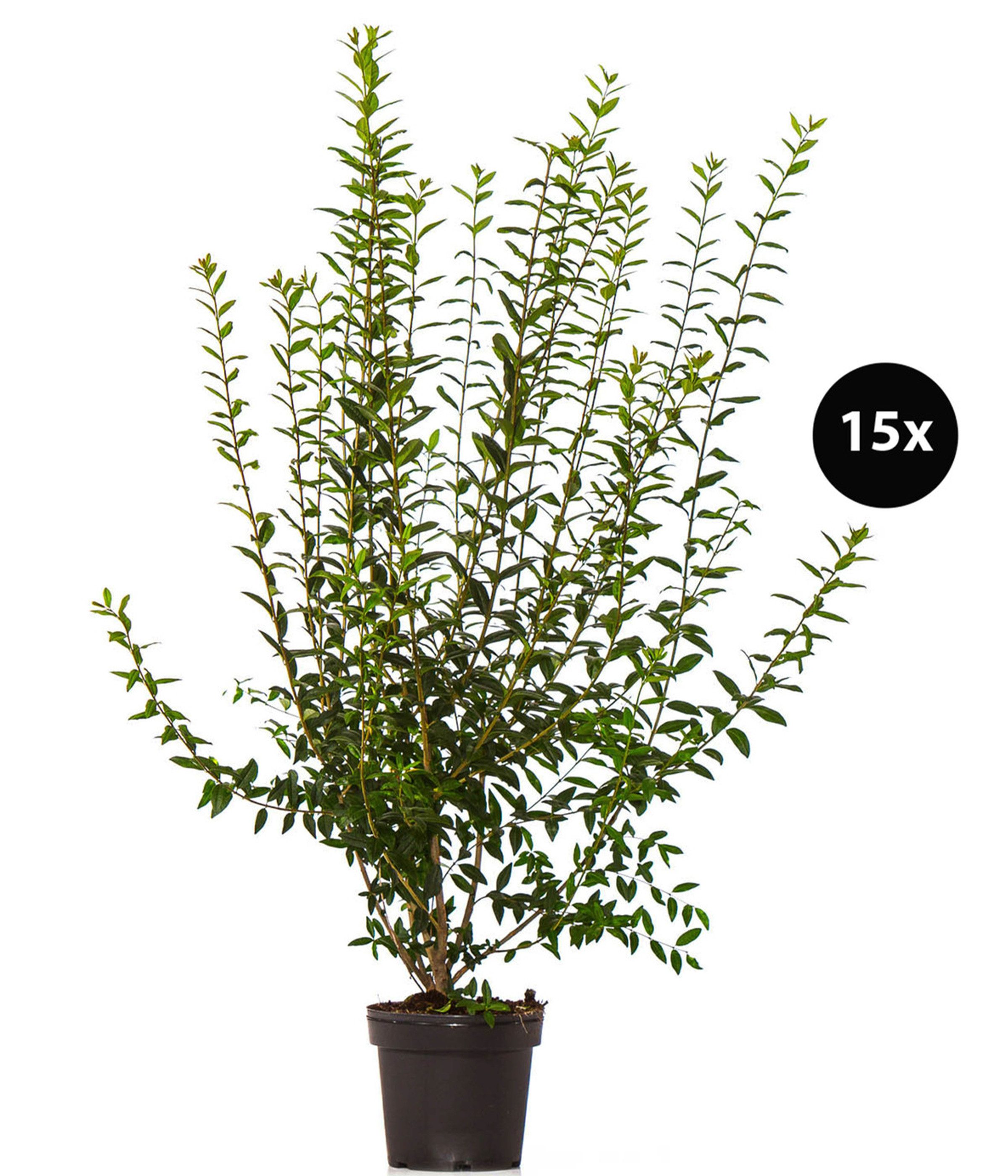 Dehner Hecken Wintergrüner Liguster Atrovirens, 5 m Hecke, 100-150 cm, 15 Pflanzen, dicht wachsende Gartenpflanze, insektenfreundlich