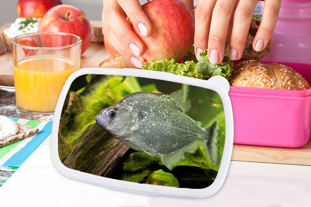 MuchoWow Lunchbox rosa Brotbox - - Grün (2-tlg), Mädchen, Erwachsene, Kunststoff, für Kinder, Brotdose Fisch Snackbox, Fisch, Kunststoff