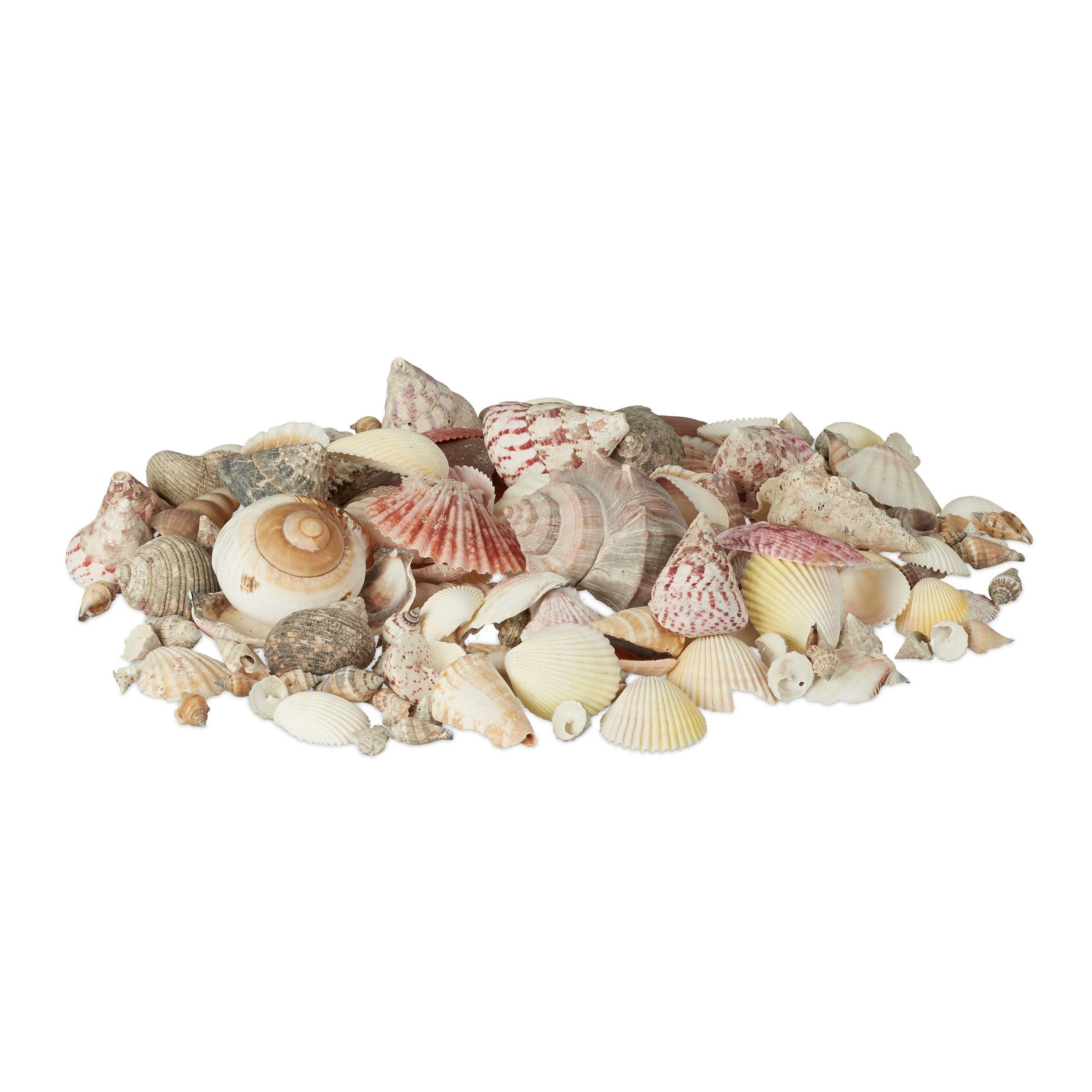 Dekoobjekt Muschel Set mit Meeresschnecken 1kg