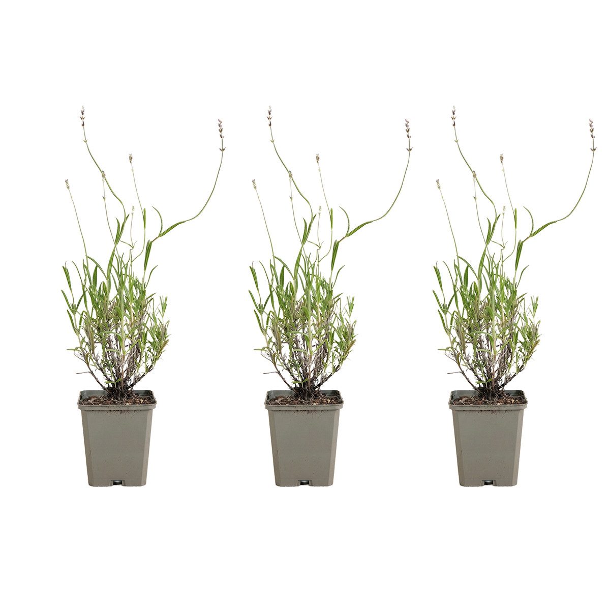 Bloomique Beetpflanze Bloomique - 3er - Set - Lavandula Munstead - Echter Lavendel - Winterh, 3 St.
