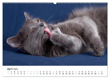 CALVENDO Wandkalender Nebelung Katzen (Premium, hochwertiger DIN A2 Wandkalender 2023, Kunstdruck in Hochglanz)