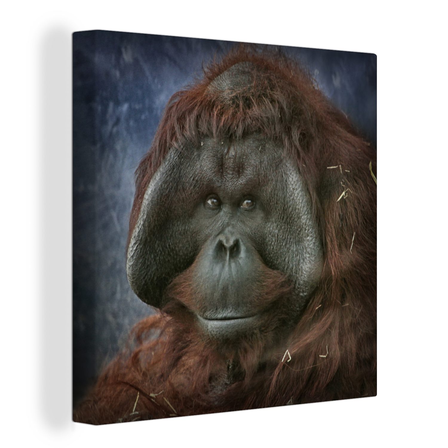 OneMillionCanvasses® Leinwandbild Eine Nahaufnahme eines Orang-Utans, (1 St), Leinwand Bilder für Wohnzimmer Schlafzimmer