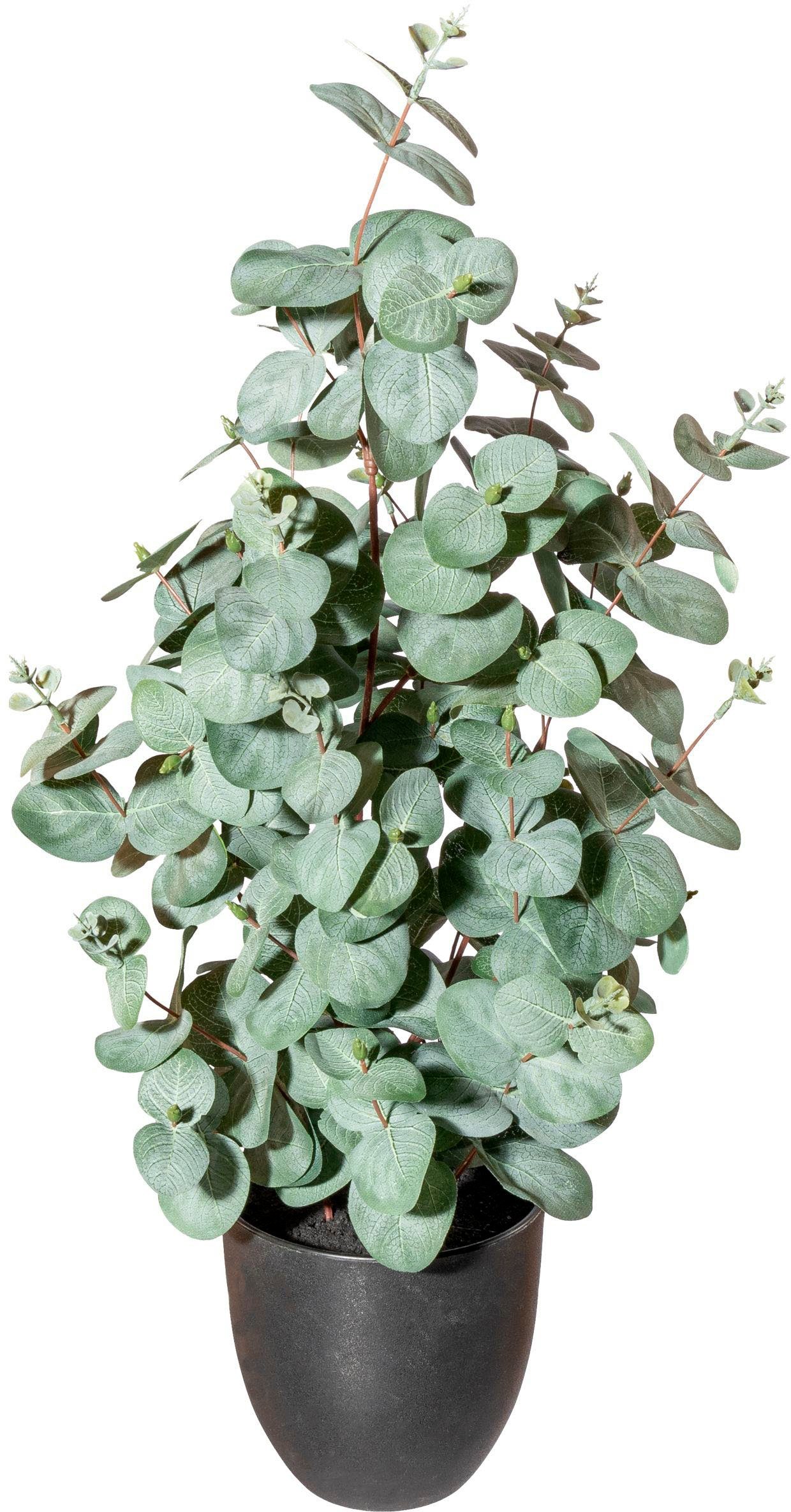 Künstliche Zimmerpflanze Eukalyptus Sukkulente, Creativ green, günstig online kaufen