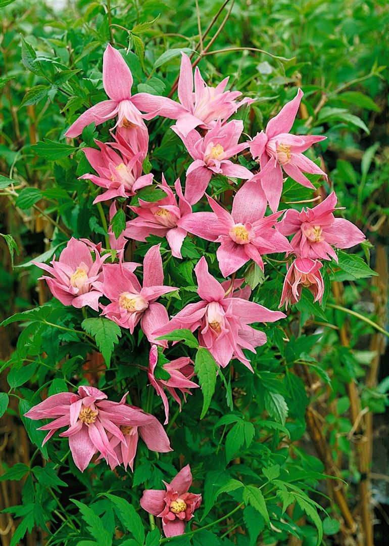 Pflanzen für Dich Kletterpflanze Clematis macropetala, 1 St., Alpenwaldrebe, Großblütige Waldrebe, blaue Blüten, frühblühend
