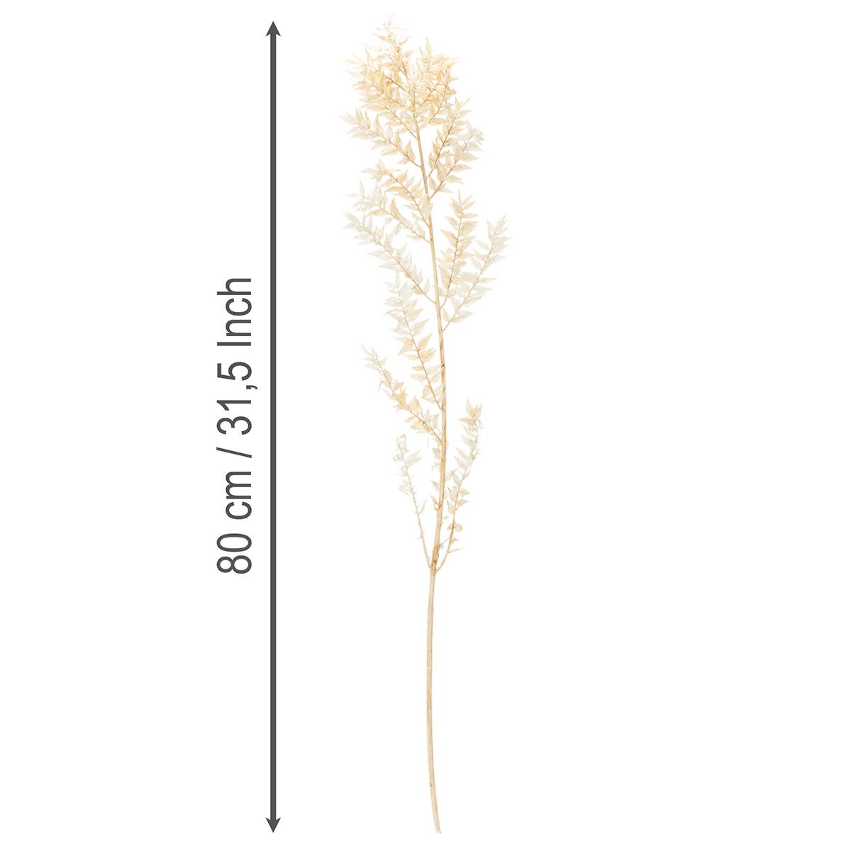 Trockenblume Eleganter Ruscus Dekozweig für Trockenfloristik und Wohnakzente, Florists Products, Höhe 80 cm