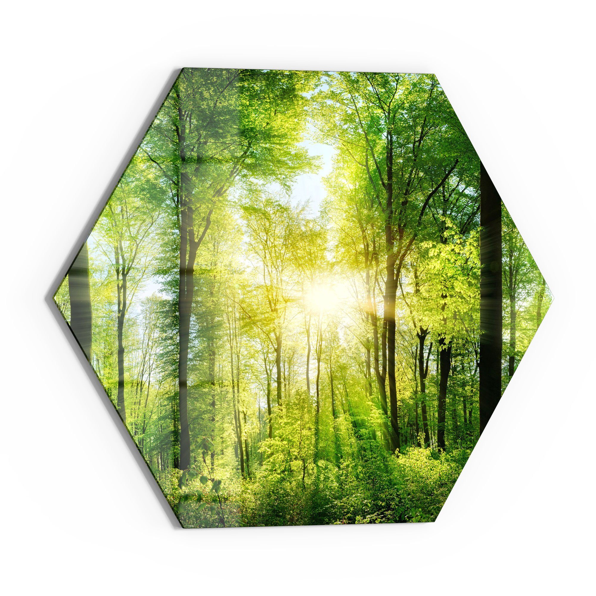 DEQORI Glasbild 'Sonne durchbricht Wald', 'Sonne günstig online kaufen