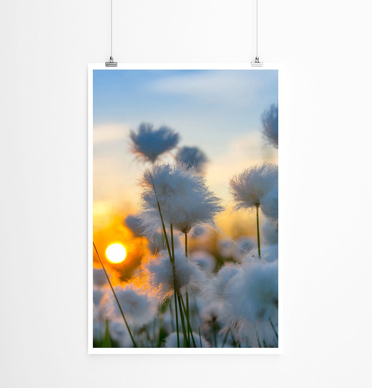 Sinus Art Poster 90x60cm Poster Naturfotografie Baumwollpflanzen bei Sonnenaufgang