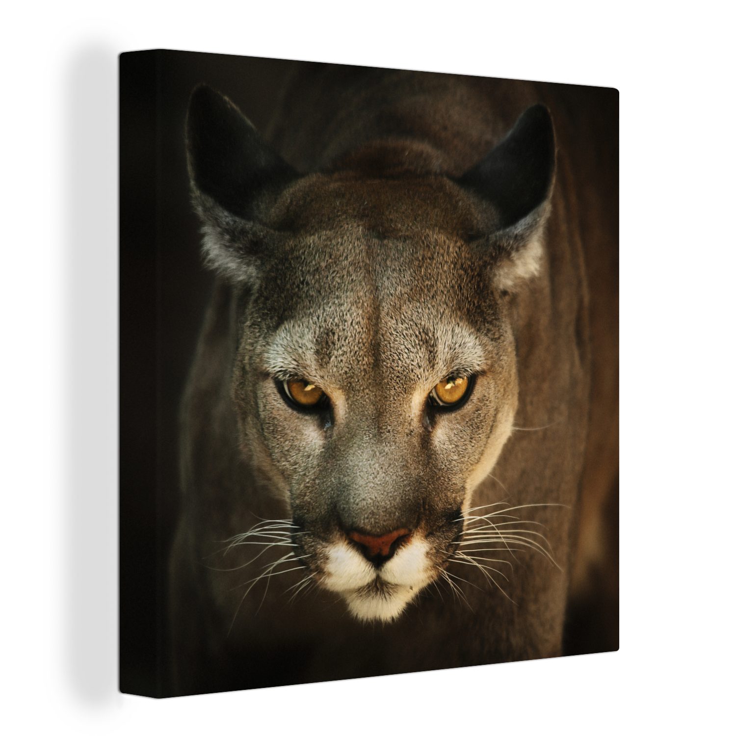 OneMillionCanvasses® Leinwandbild Ein Puma in Jagdstellung mit gelben Augen, (1 St), Leinwand Bilder für Wohnzimmer Schlafzimmer