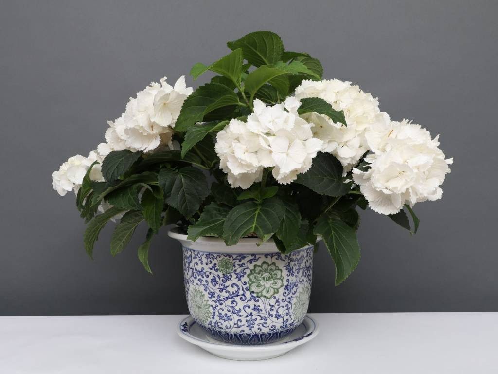 Yajutang Topfpflanze