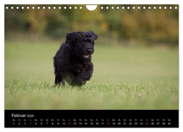 CALVENDO Wandkalender Hundewelpen (Wandkalender 2024 DIN A4 quer), CALVENDO Monatskalender