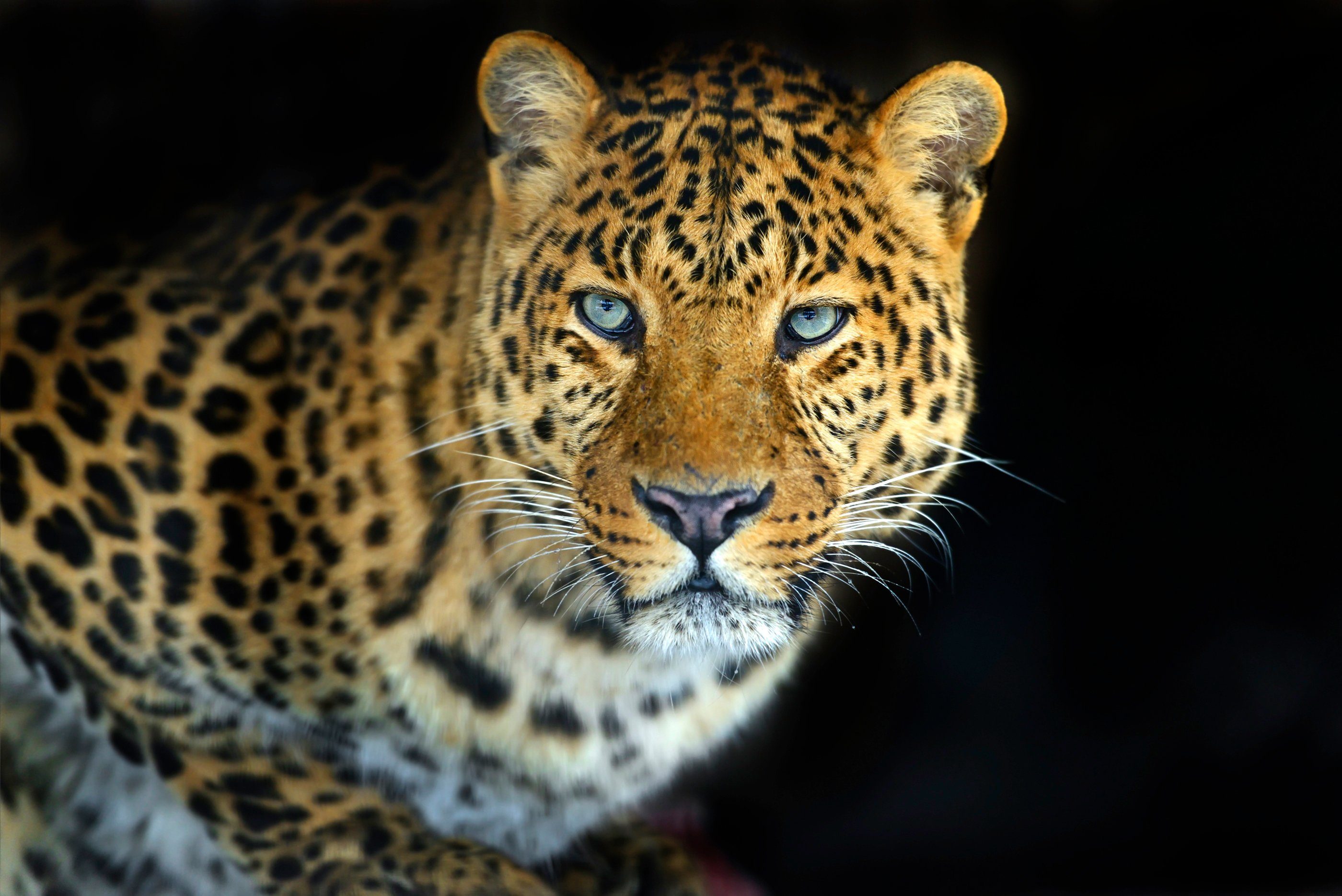 Fototapete LEOPARD-KATZE TIGER LÖWE PUMA JAGUAR WILD AFRIKA ASIEN