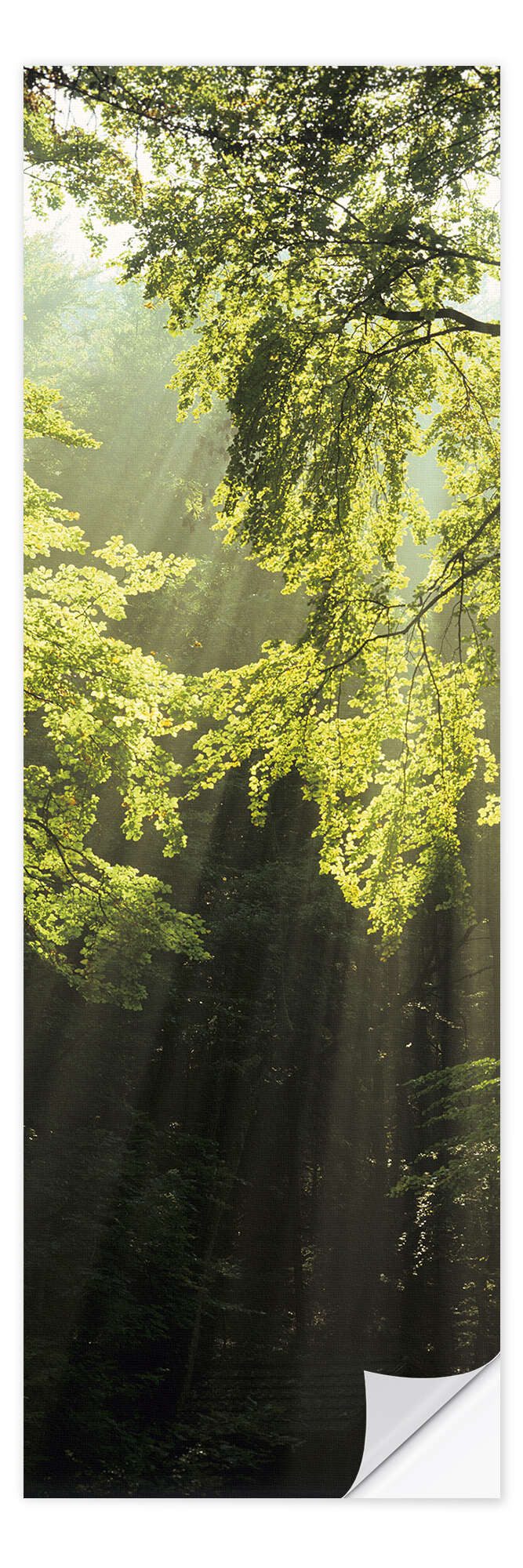 Posterlounge Wandfolie Markus Lange, Sonnenstrahlen im Wald, Fotografie