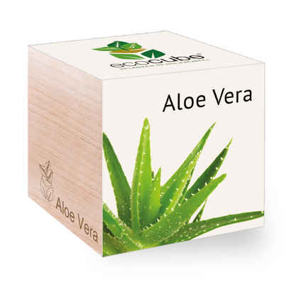 Feel Green Blumenerde Ecocube Aloe Vera von Feel Green, Nachhaltige Geschenkidee, (1-St)