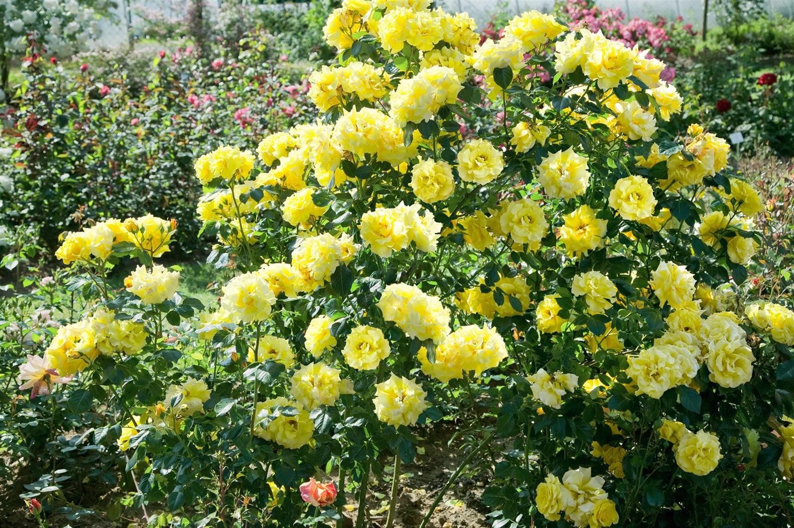 Pflanzen für Dich Rose Rosa Lichtkönigin Lucia