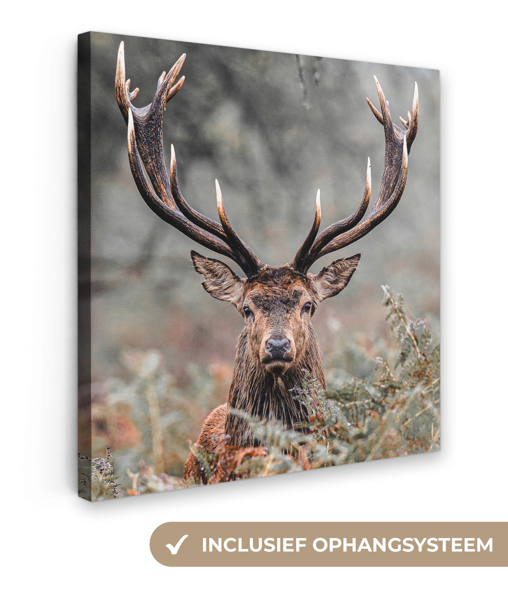 OneMillionCanvasses® Leinwandbild Hirsche - Natur - Herbst - Waldtiere, Fotodruck (1 St), Wandbild, Deko Schlafzimmer Wohnzimmer Flur 20x20 cm