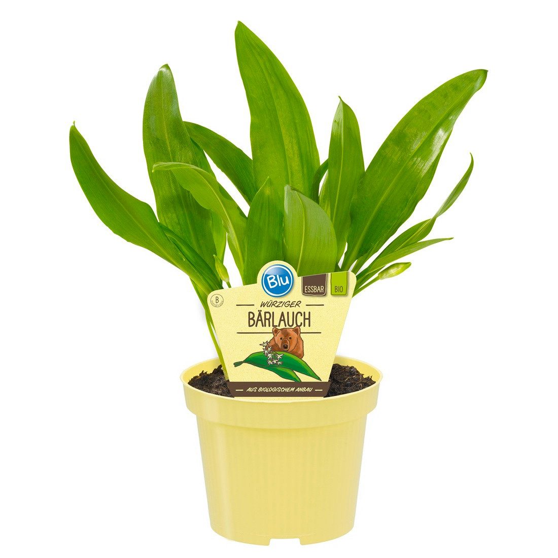 Exotenherz Gewürzkraut Bärlauch in BIO-Qualität Allium ursinum Kräuterpflanze im 12cm Topf