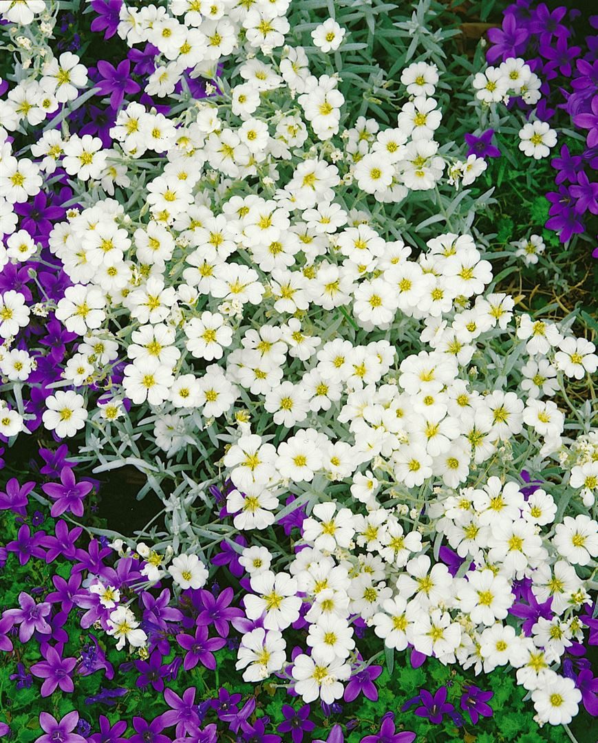 Pflanzen für Dich Staude Cerastium biebersteinii, 1 St., Biebersteins Hornkraut, Silberhornkraut, Filziges Hornkraut