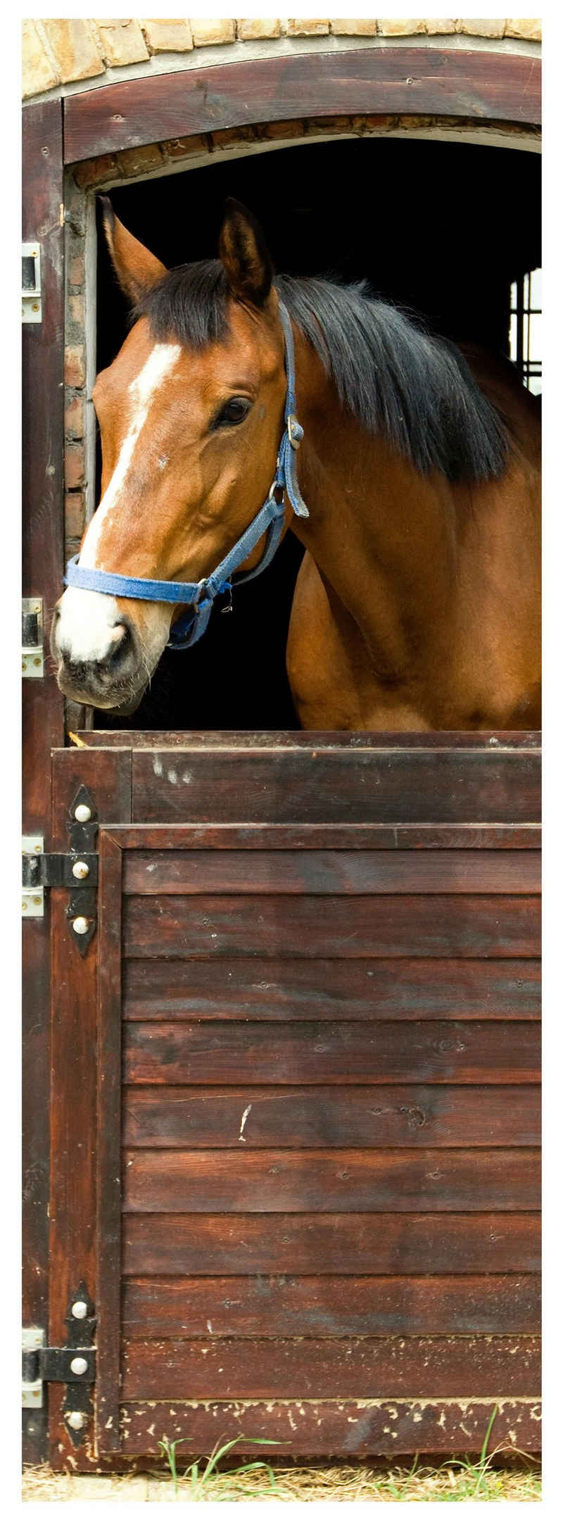 wandmotiv24 Türtapete Pferd an Stall-tür, Pferde, Tiere, Holz, glatt, Fototapete, Wandtapete, Motivtapete, matt, selbstklebende Dekorfolie