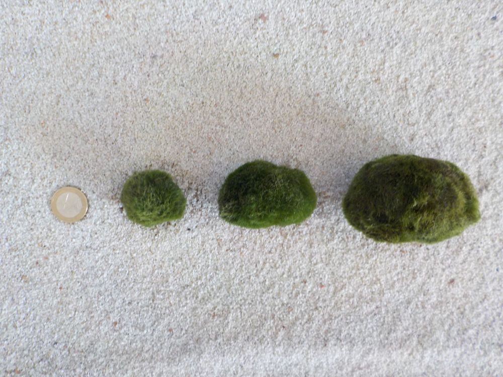 Aquaone Wasserpflanze Aquarium Pflanze Mooskugel L 4-7cm Aquariumpflanze Al günstig online kaufen