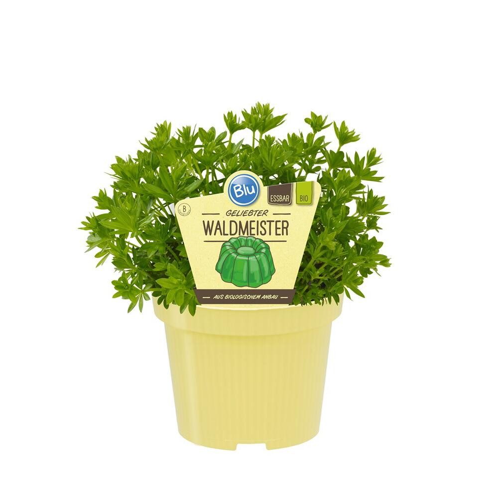 Exotenherz Gewürzkraut Waldmeister in BIO-Qualität Galium odoratum Kräuterpflanze 12cm Topf