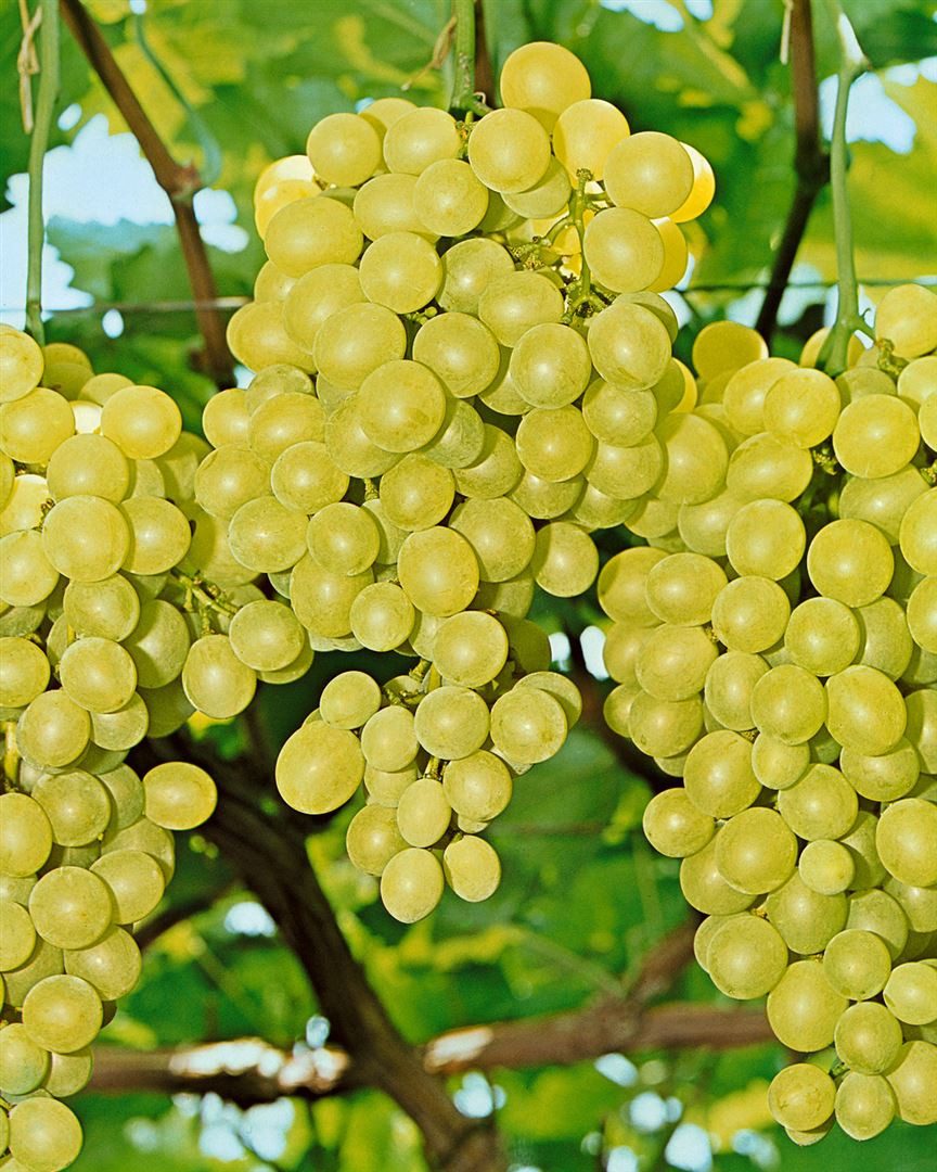 Pflanzen für Dich Obstpflanze Vitis vinifera gelb, 1 St., Weinrebe, Tafeltraube, Gelbe Weintraube, gelbe Trauben, kletterpflanze