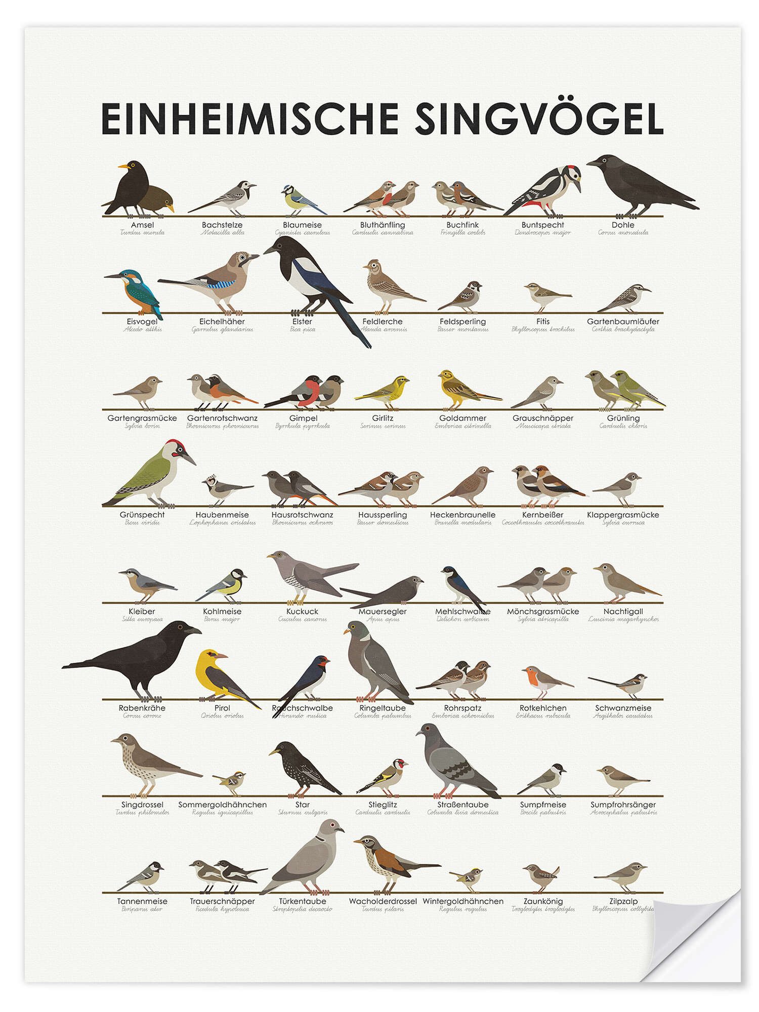 Posterlounge Poster Iris Luckhaus, Einheimische Singvögel, günstig online kaufen