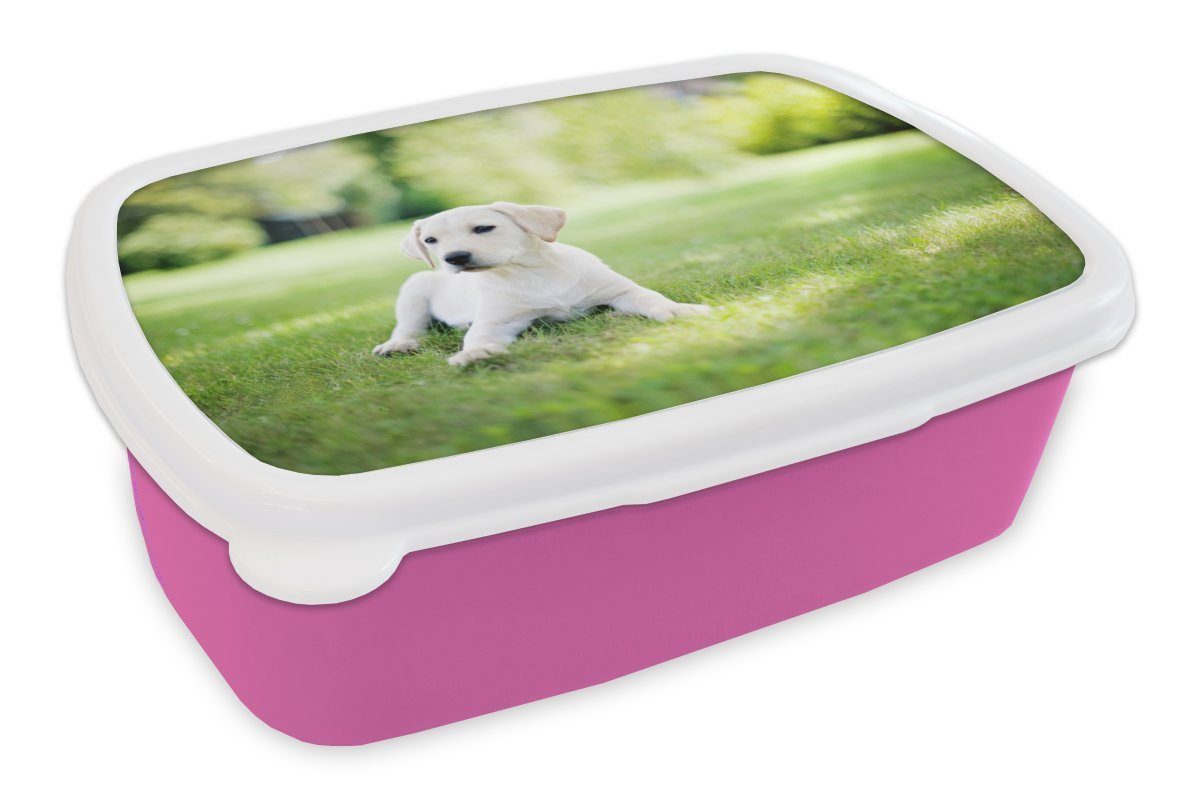 MuchoWow Lunchbox Labrador-Welpe im Garten, Kunststoff, (2-tlg), Brotbox für Erwachsene, Brotdose Kinder, Snackbox, Mädchen, Kunststoff rosa