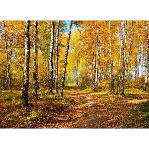 Papermoon Fototapete Autumn Forest, glatt