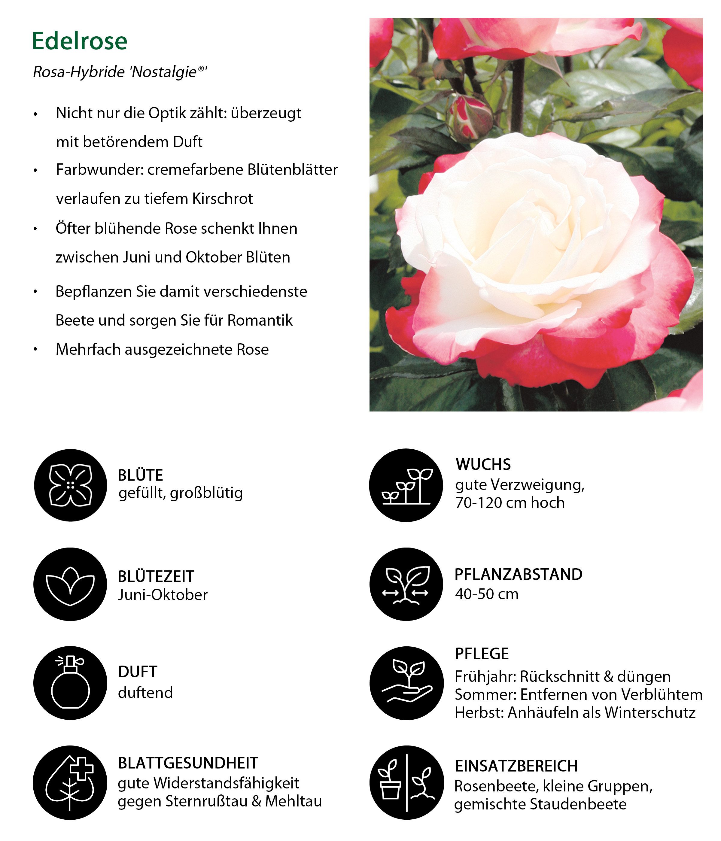 Dehner Rose Edelrose Nostalgie®, zweifarbige Blüten creme/rot, gefüllt und duftend, 20-30 cm, Züchter Tantau