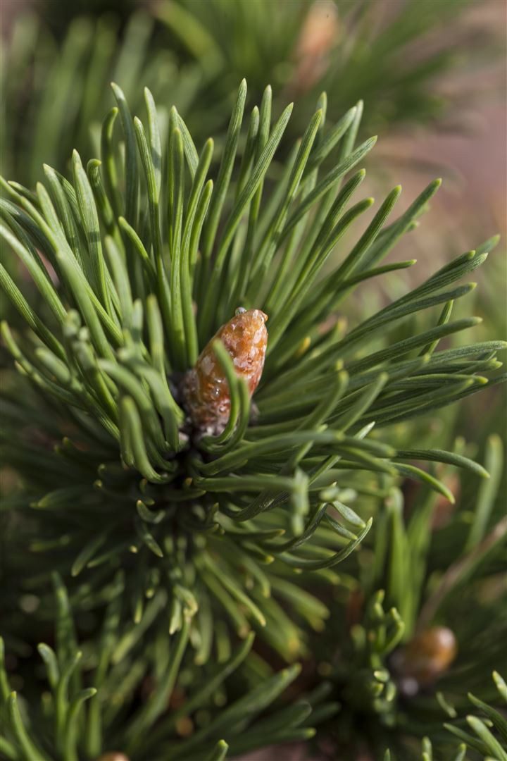 Pflanzen für Dich Konifere Pinus mugo Alpenzwerg, 1 St., Bergkiefer, Latschenkiefer, Krummholzkiefer, kompakt, winterhart