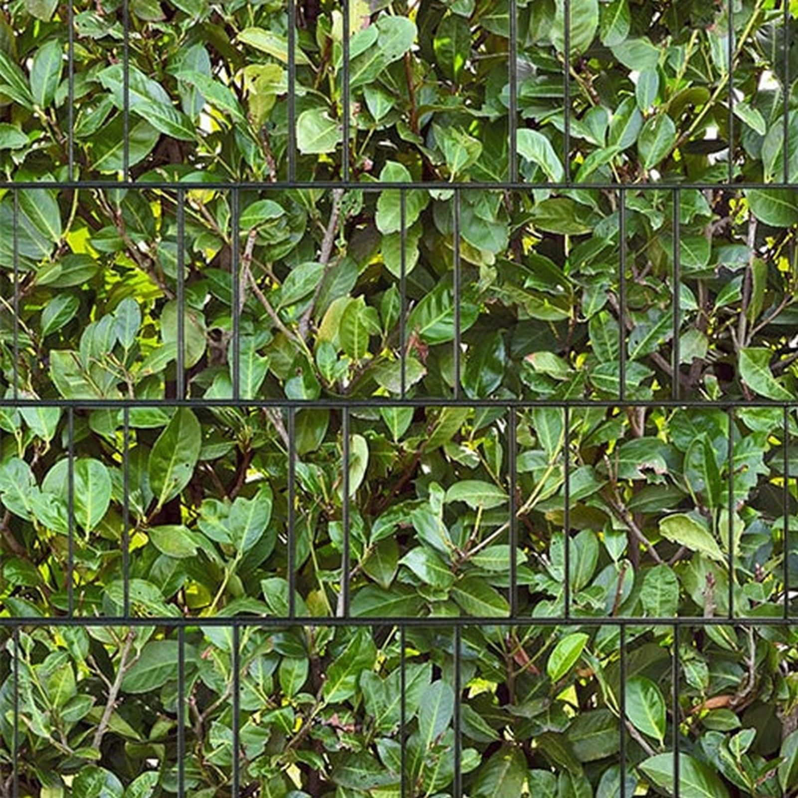 zaunzu Sichtschutzstreifen Kirschlorbeer bedruckter Sichtschutz 2,5m x 2,0m, (1 Rolle, Motivdruck Sichtschutzstreifen), Beidseitiger Druck für Doppelstabgitter