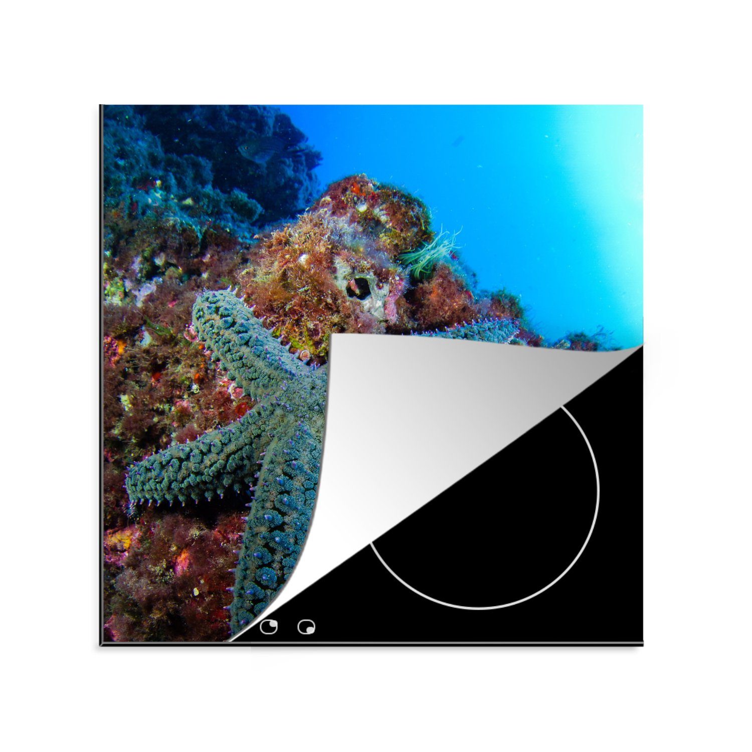 MuchoWow Herdblende-/Abdeckplatte Seesterne - Korallen - Tiere, Vinyl, (1 tlg), 78x78 cm, Ceranfeldabdeckung, Arbeitsplatte für küche