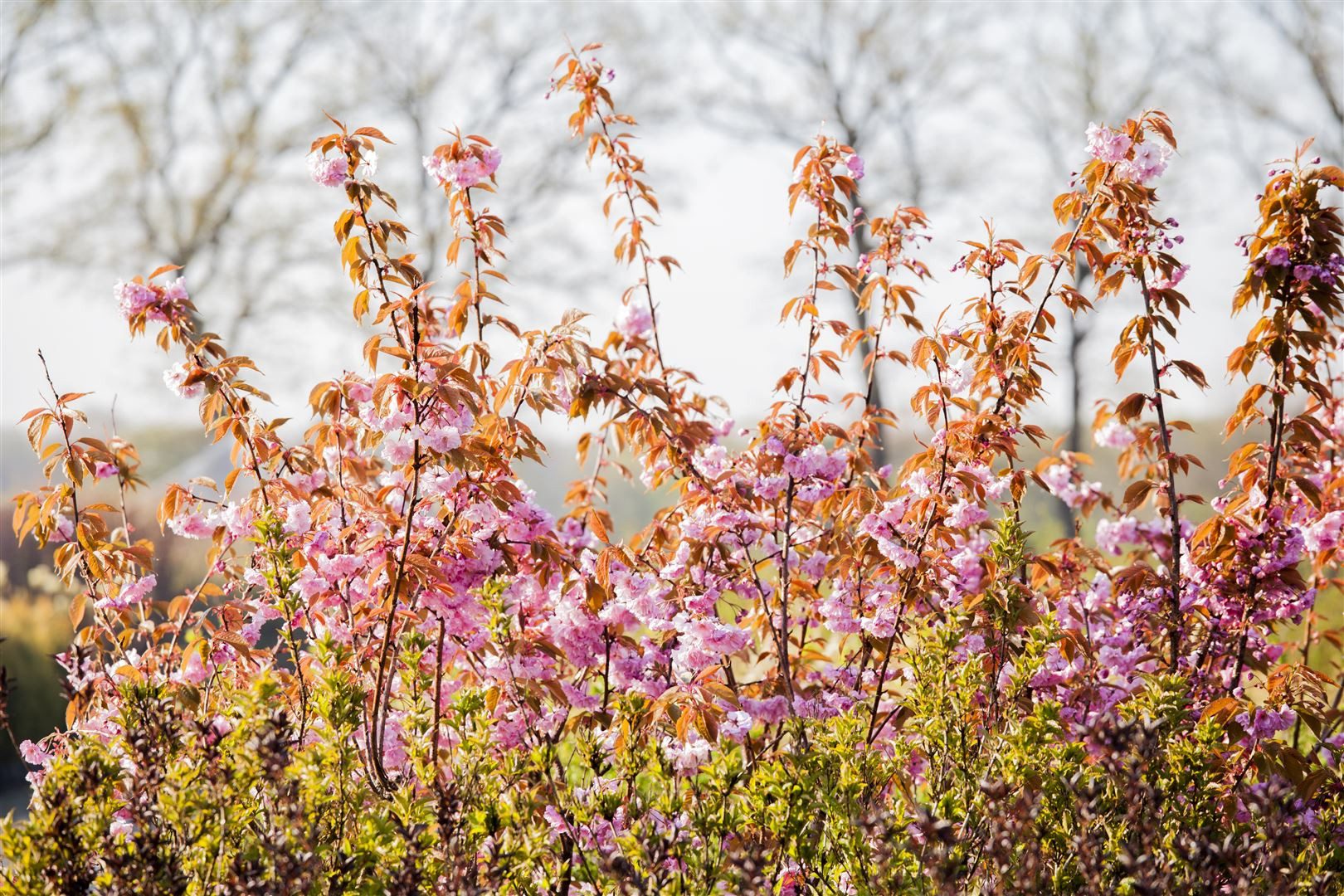 Pflanzen für Dich Gehölze Prunus serr. 'Kanzan', 1 St., Japanische Blütenkirsche, Zierkirsche, Kanzan-Kirsche