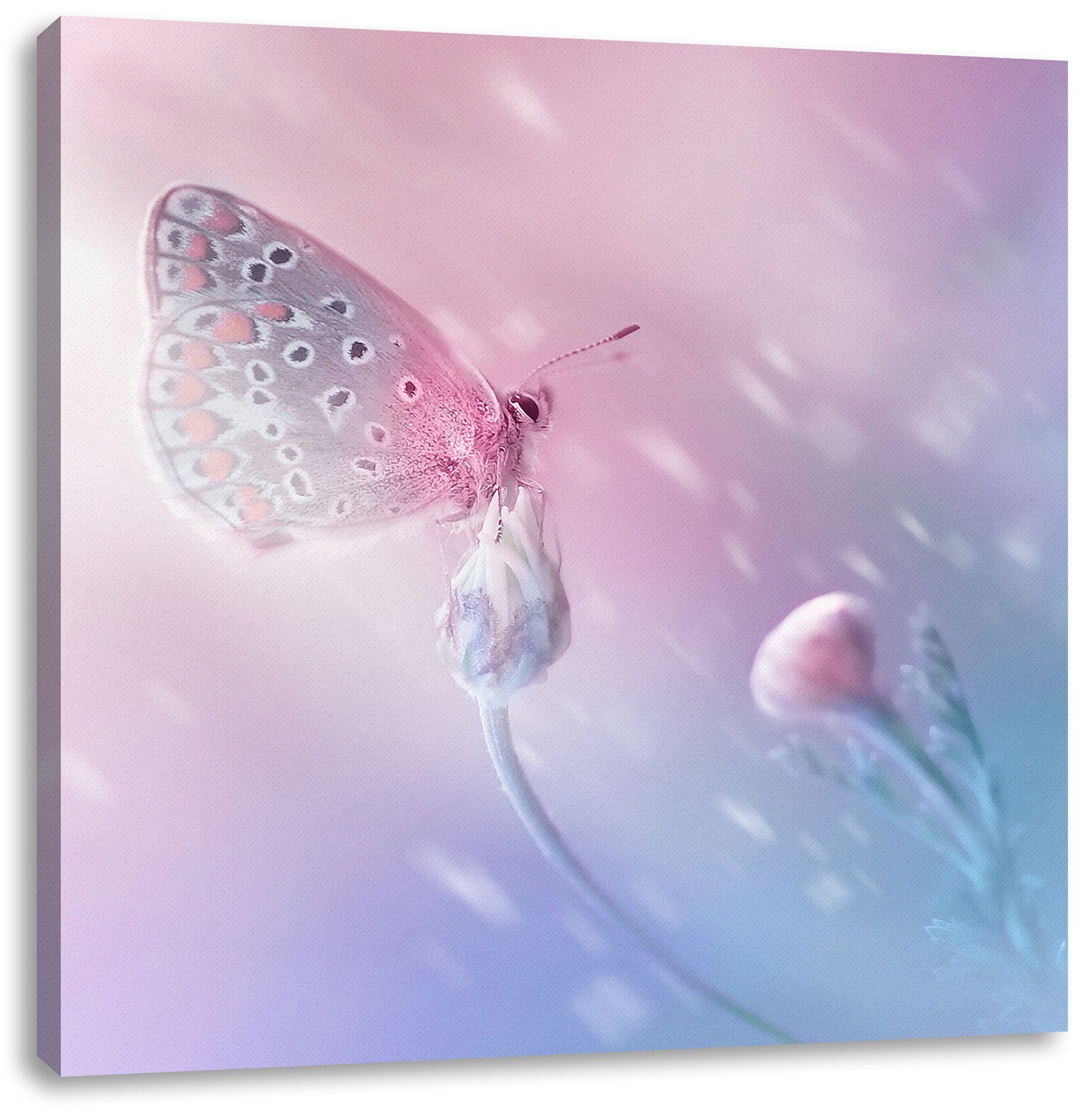 Pixxprint Leinwandbild Blütenknospen, Schmetterling fertig Zackenaufhänger Blütenknospen (1 auf St), inkl. Leinwandbild Schmetterling auf bespannt