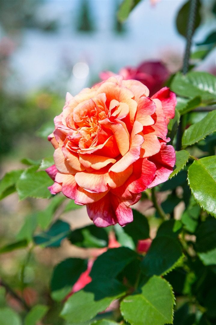 Pflanzen für Dich Rose Rosa 'Aloha'