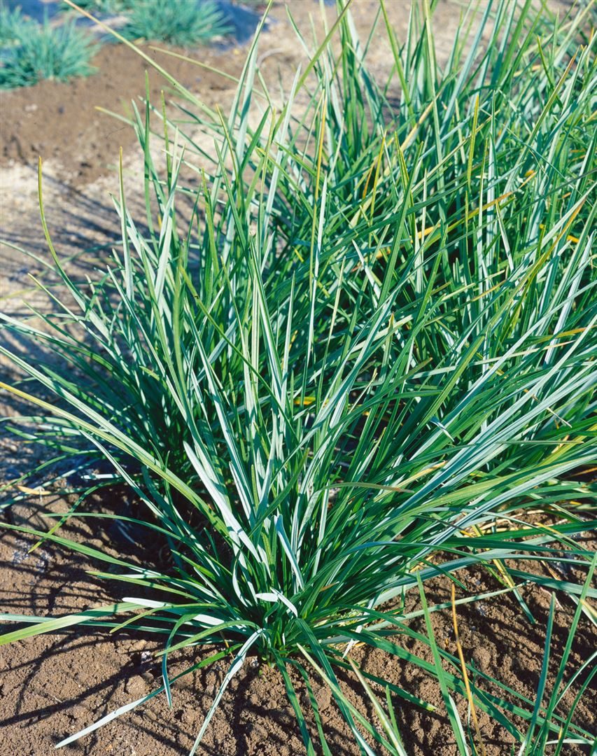Pflanzen für Dich Травы Sesleria heufleriana, 1 St., Blaugras, Kalk-Blaugras, Heufler-Blaugras, blaugrün, frühblühend