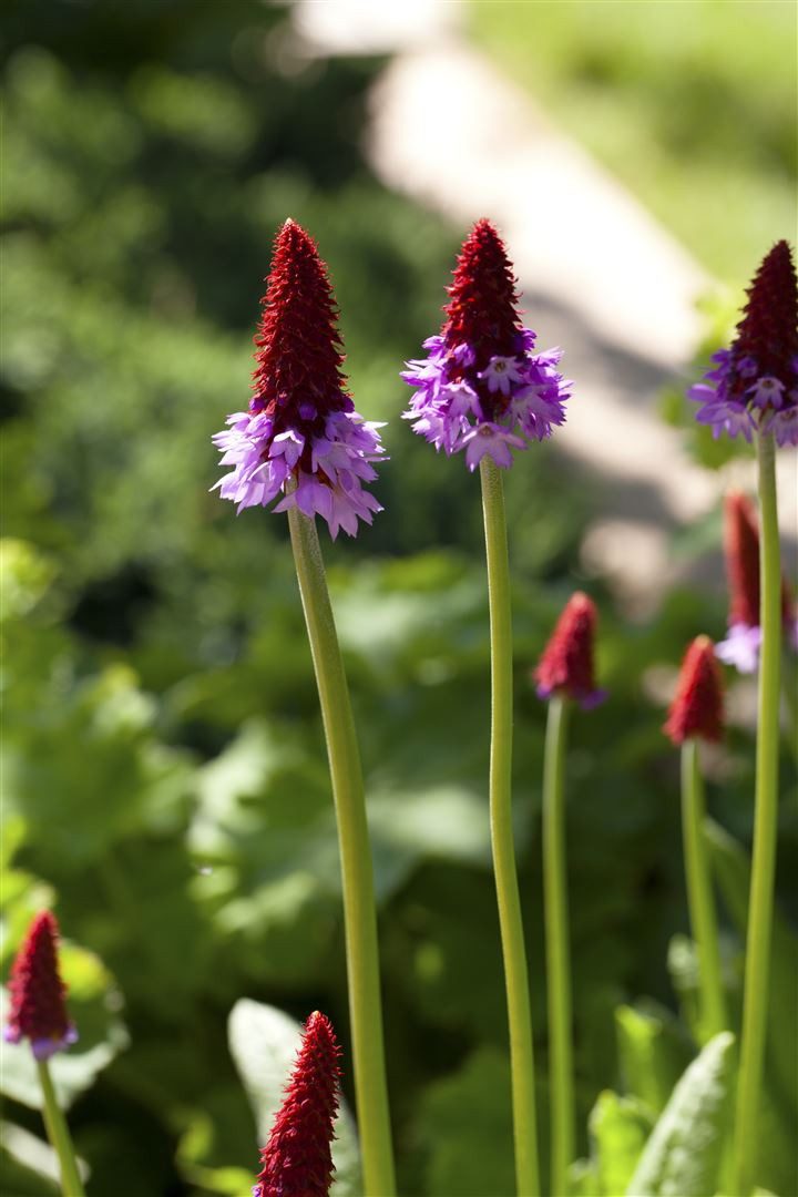 Pflanzen für Dich Staude Primula vialii, 1 St., Orchideen-Primel, Vial-Primel